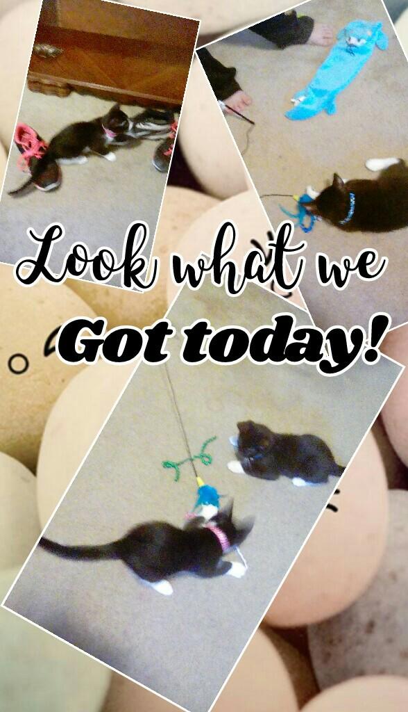 click😻here
today was kitten fest!My parents came home with 2 kittens!They will
have their own account soon!😸
