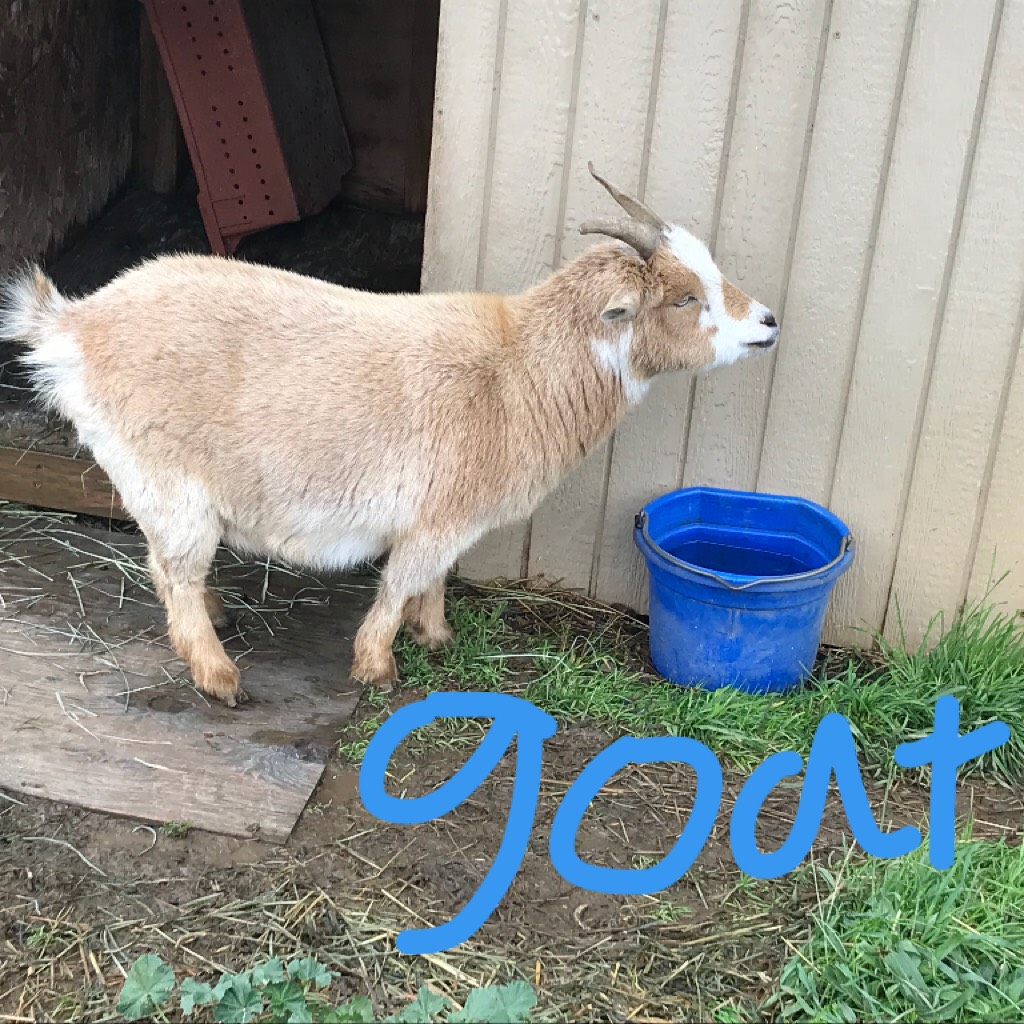 Teh goat