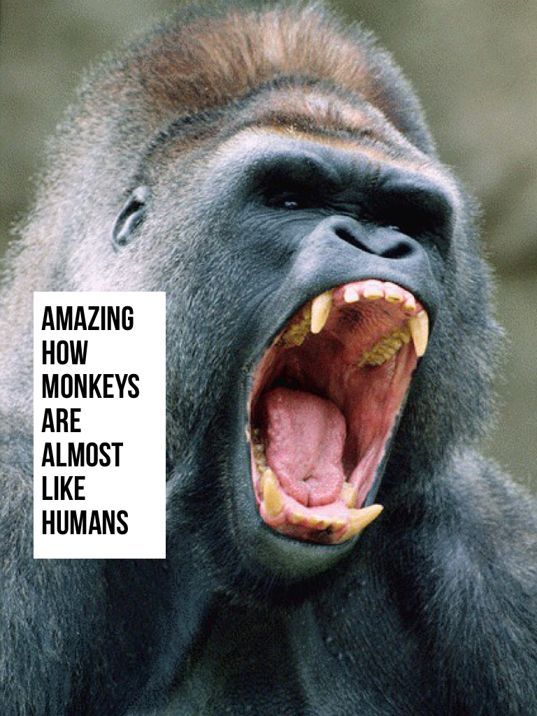 Amazing how monkeys are almost like  humans
