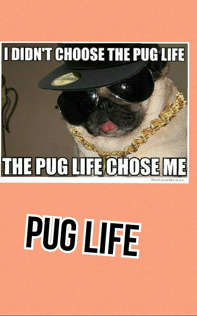 Pug life always