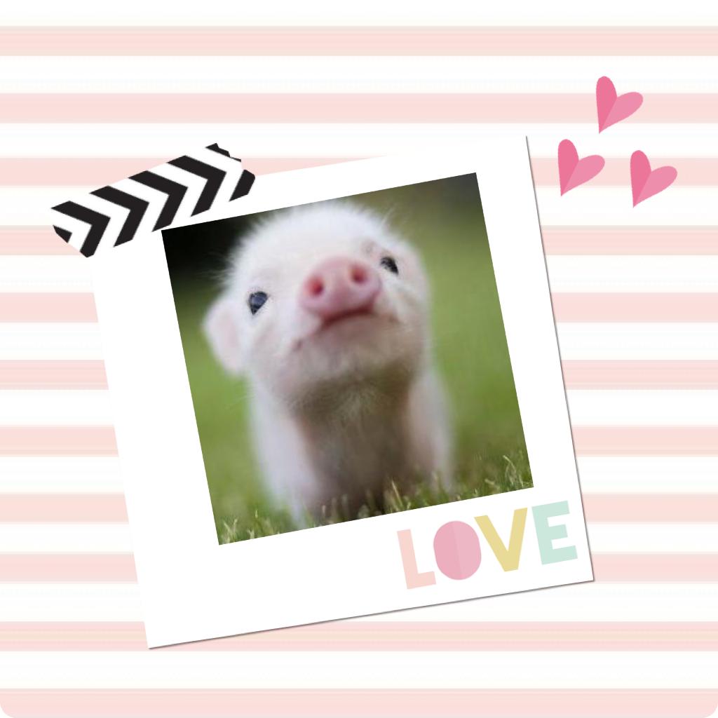 Got to love the cute pig