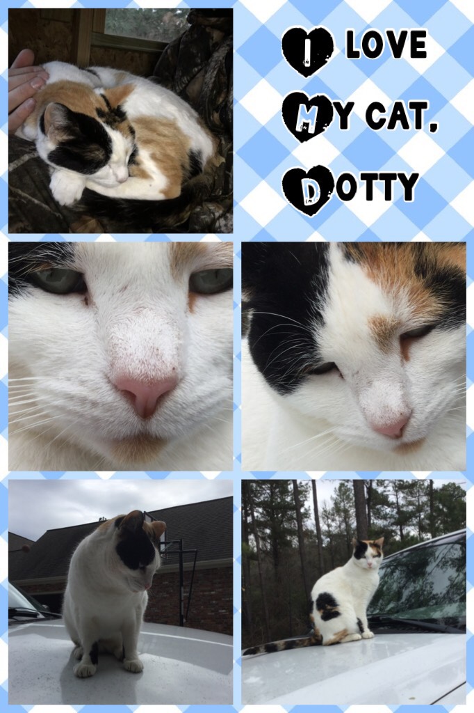 
I love My cat, Dotty
