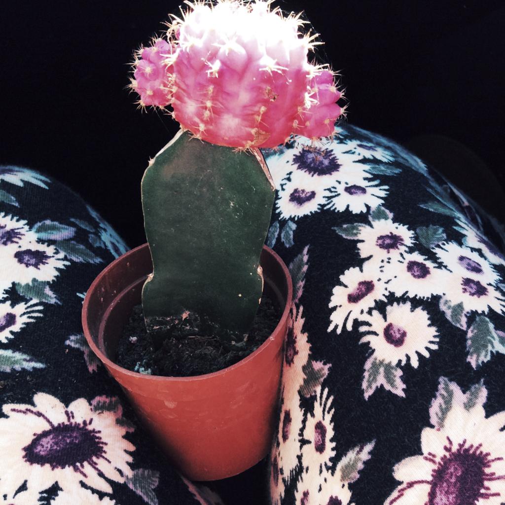 🌵Click Here🌵
My new cactus! I love it💖🎀🌺🌵