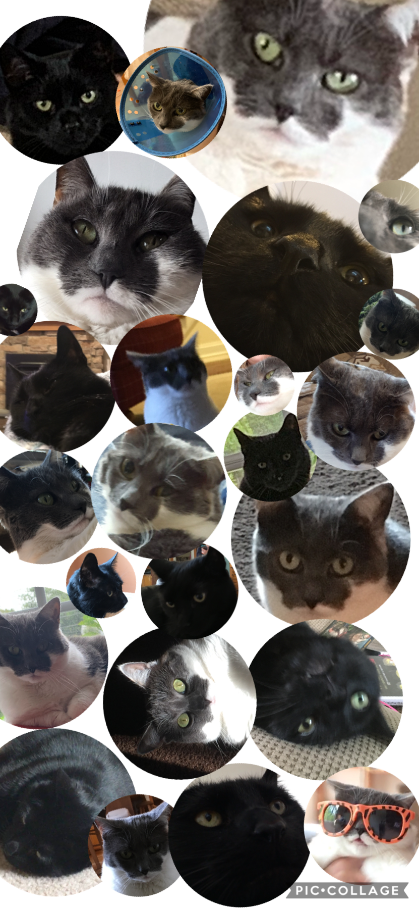 A lot of pictures of my cats in one 🐱🐱🥰🥰