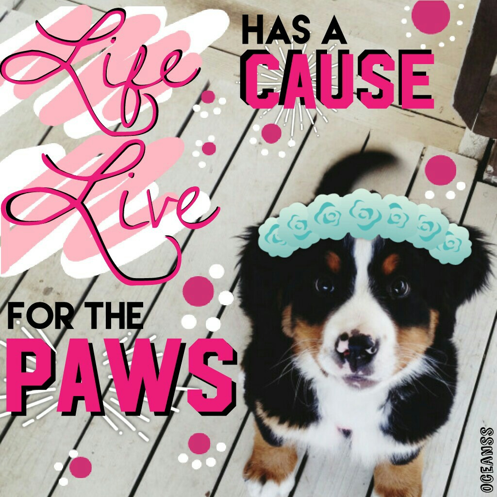• 8/23/16 • Tap

sorry guys I know I haven't posted in a while!!
•
My own quote! Please give credit if used! "Life has a cause, live for the paws"
•
how r u guys?? 😘🍁💕