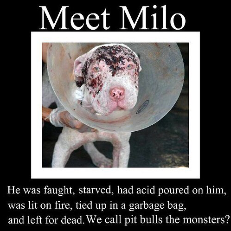 Stop animal abuse! 
Repost to spread the word!
