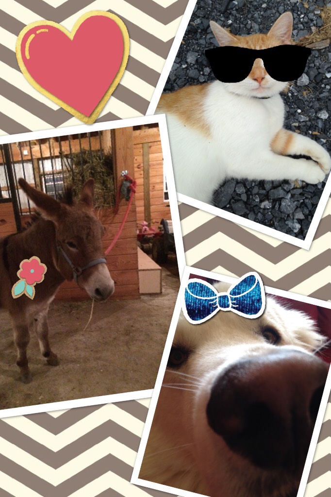 My pets!!!! ❤️❤️❤️❤️❤️❤️