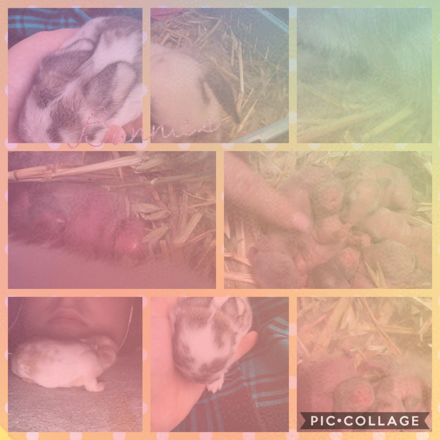 These are my baby bunnies 
