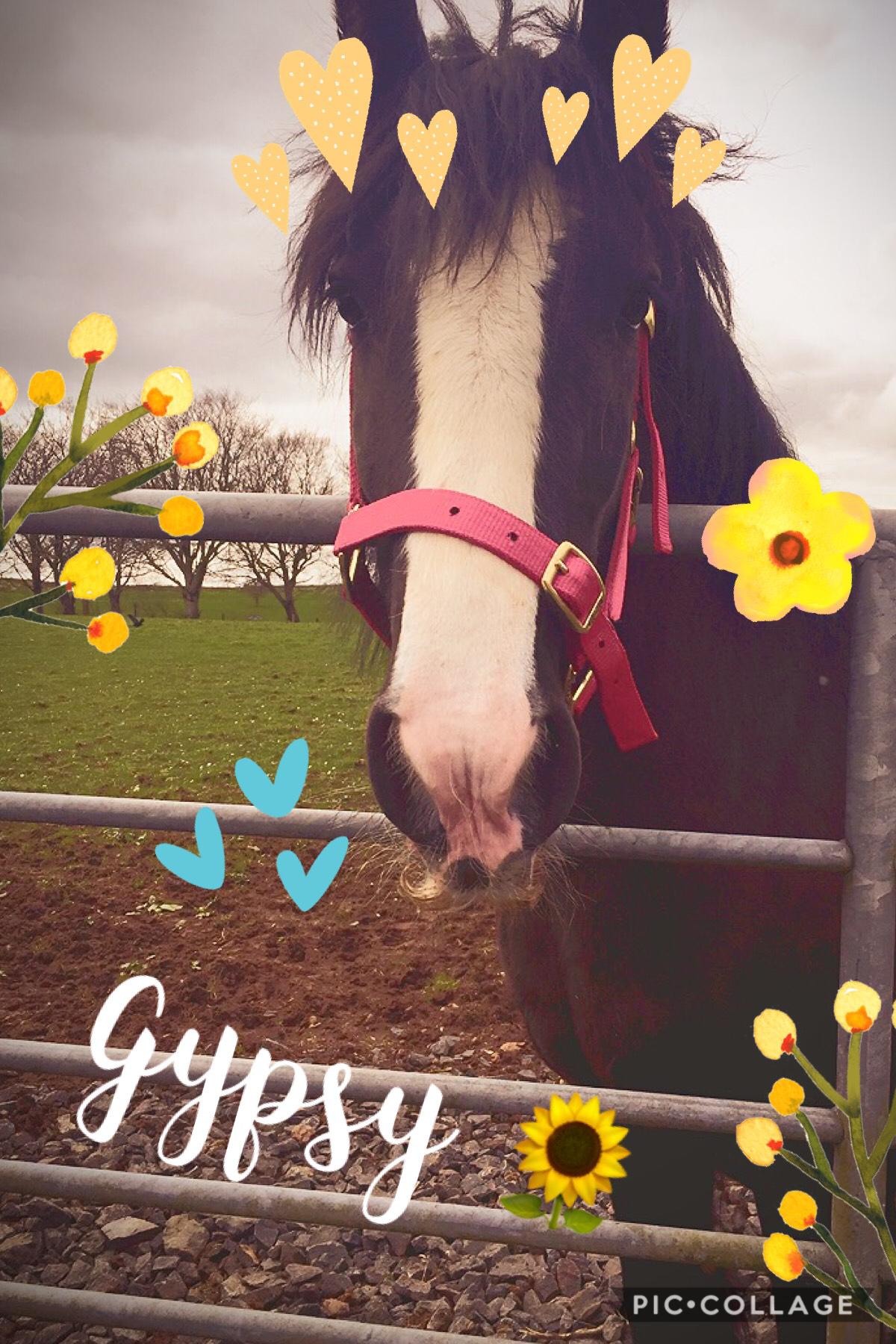 This is Gypsy the horse! 🌻