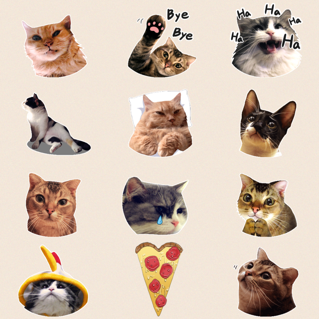 Cats and pzza
