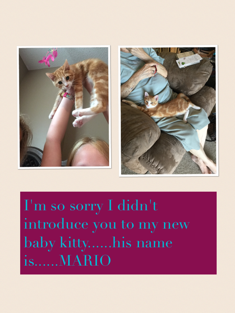 I'm so sorry I didn't introduce you to my new baby kitty......his name is......MARRIO
