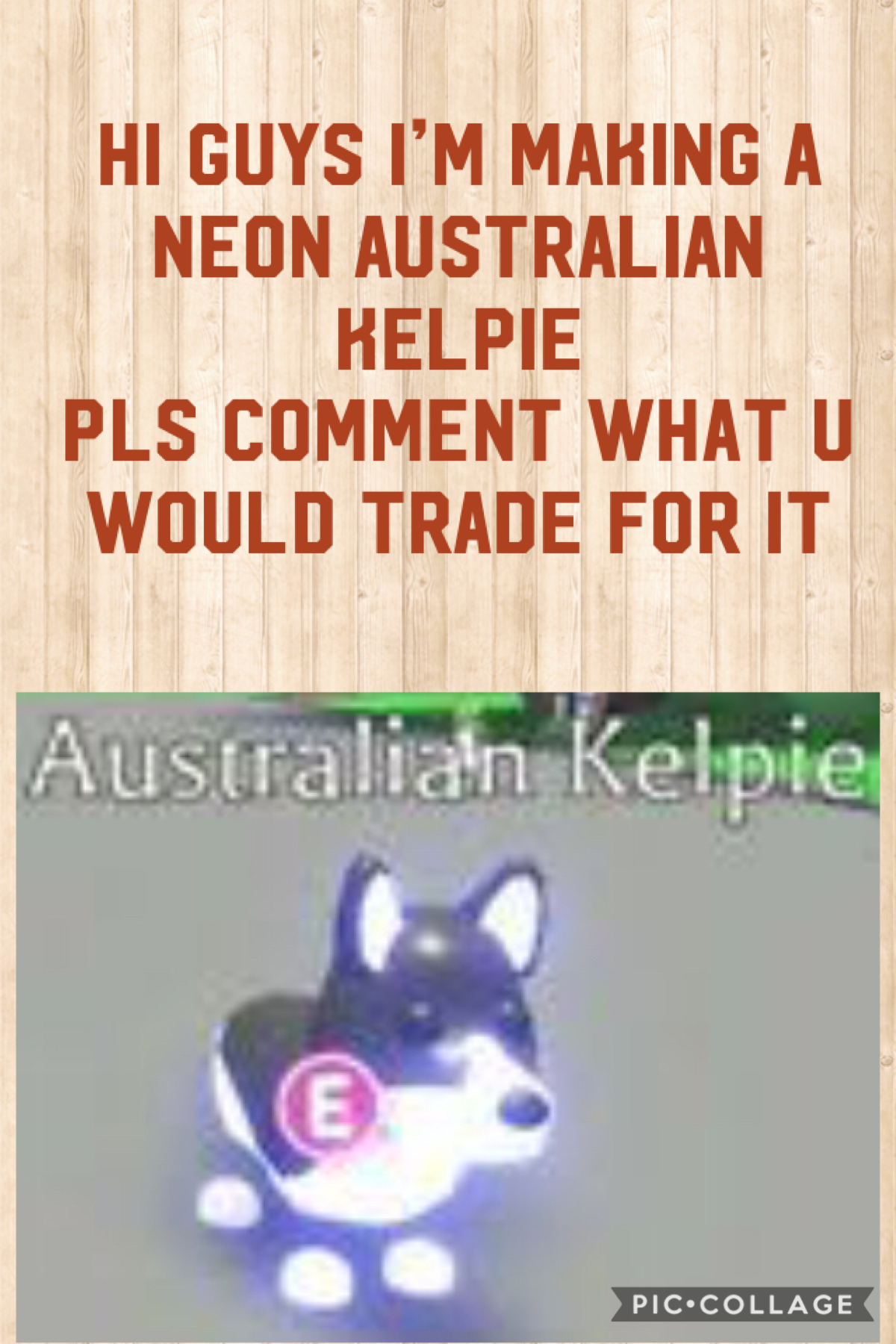 Pls comment what u would trade for a neon Australian kelpie and like this post, one more thing make sure to follow me