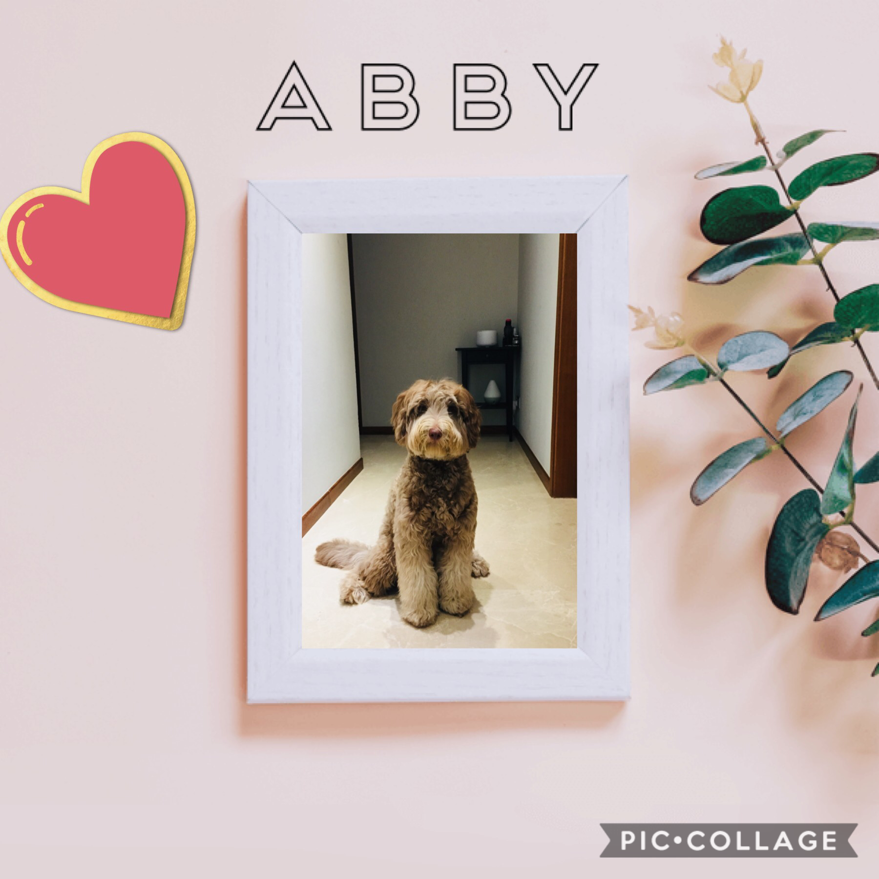 Let’s see how many likes we can get with cute Abby!