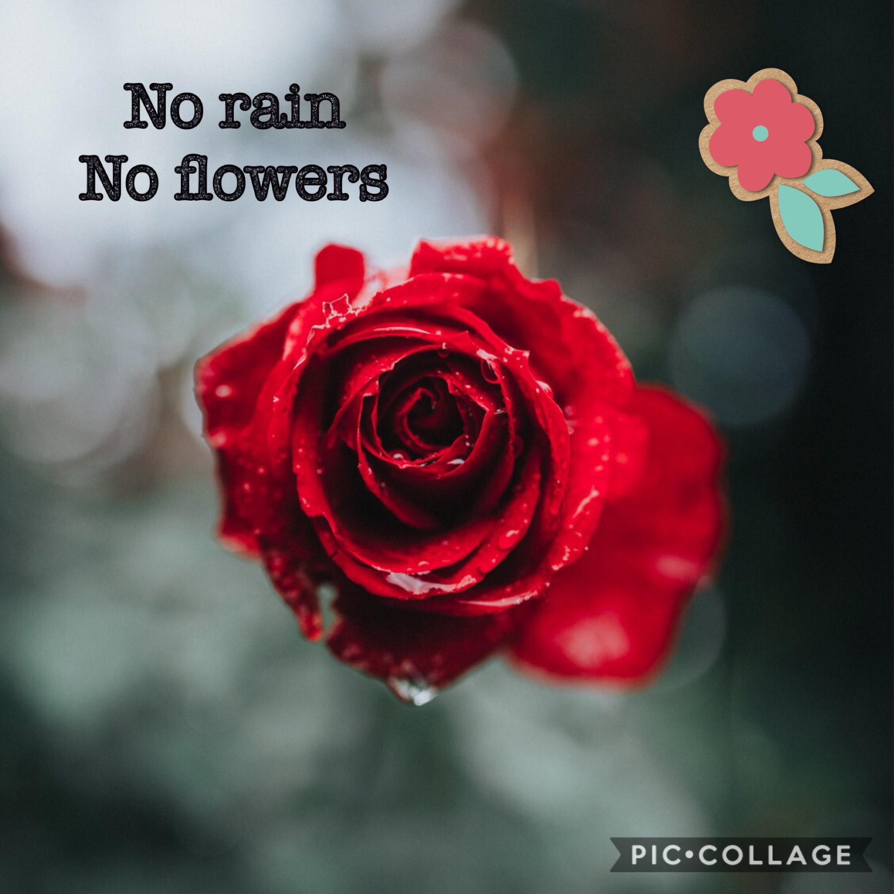 No rain no flowers