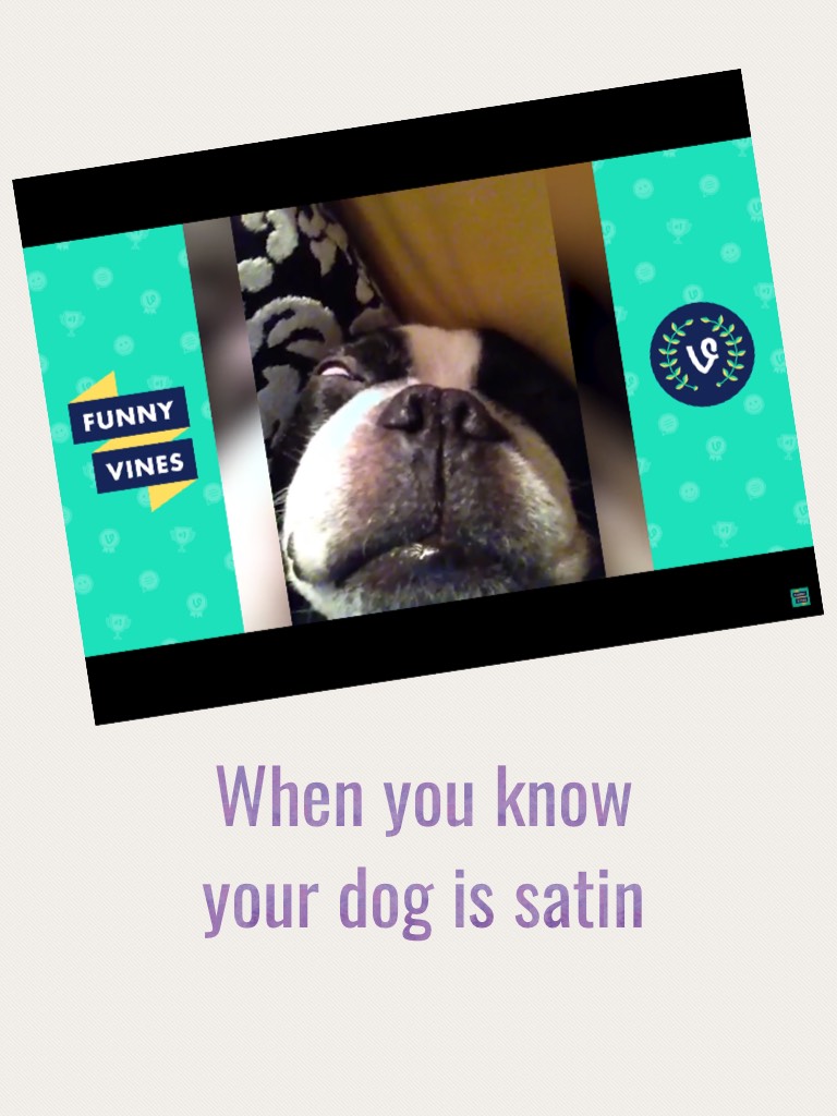 When you know your dog is satin