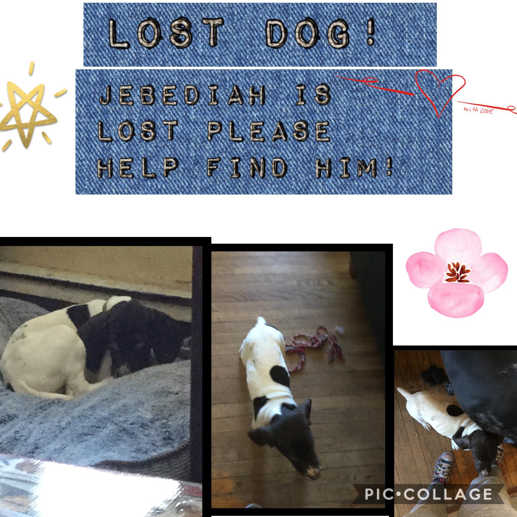 LOST DOG! This is real please help!