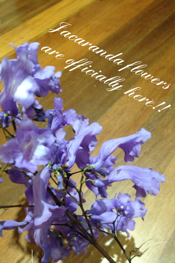 Jacaranda flowers are officially here!!