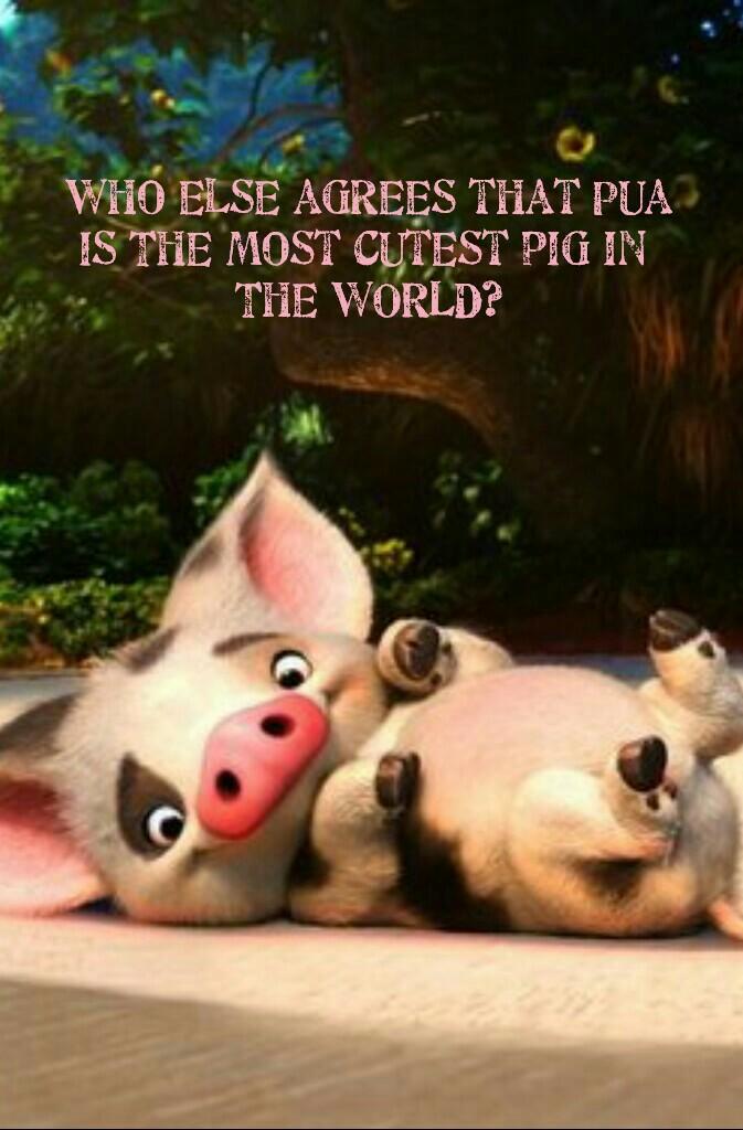 Who else agrees that Pua
Is The most cutest pig in 
The WORLD?