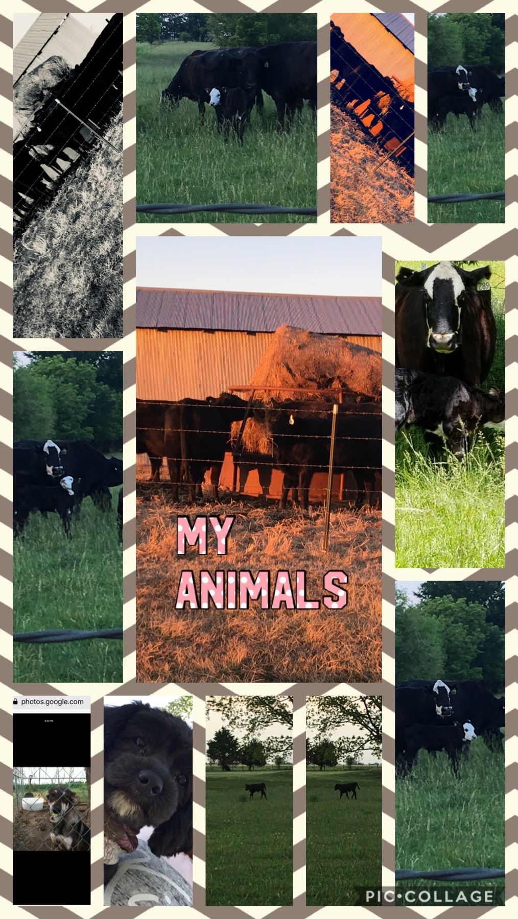 My animals 