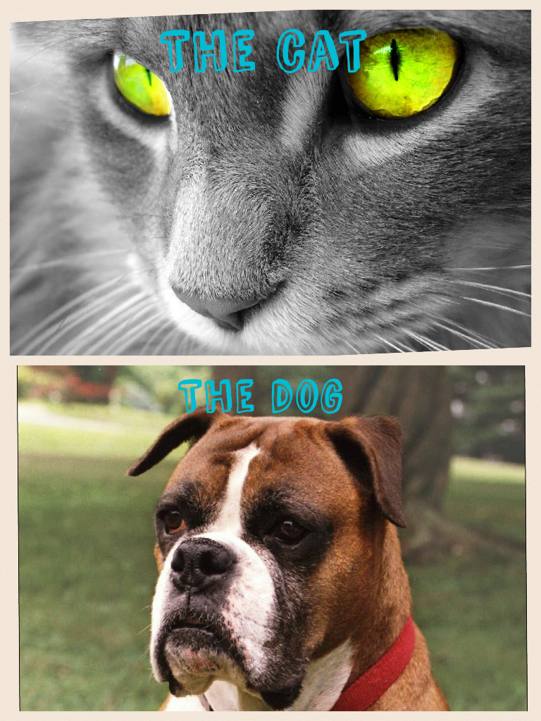 The cat the dog
