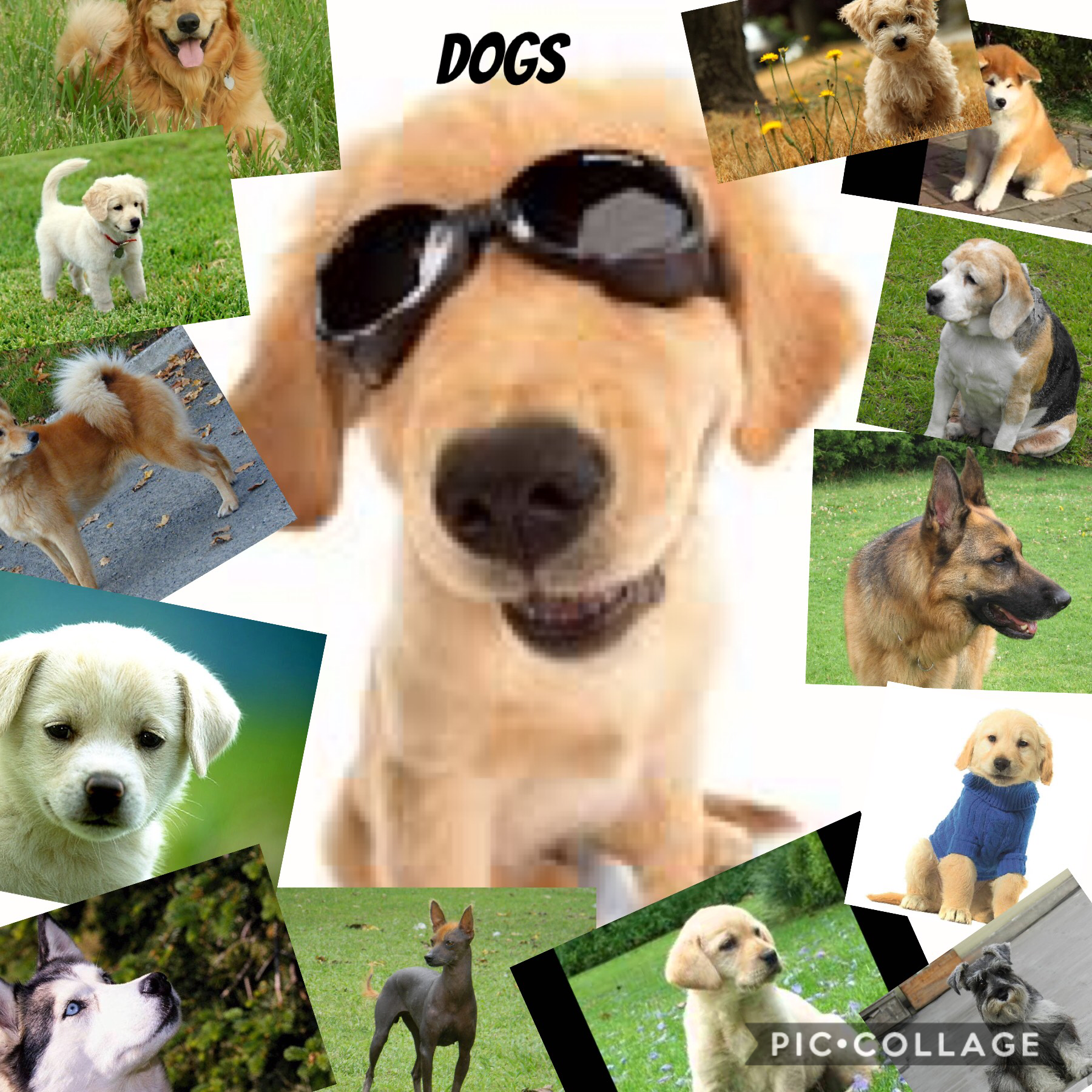 Dogs!🤣😃😎😁🙃🐶