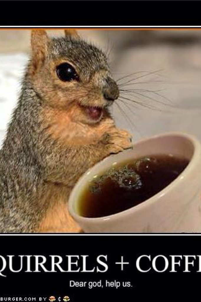 Squirrels + coffee- Dear God help us. 