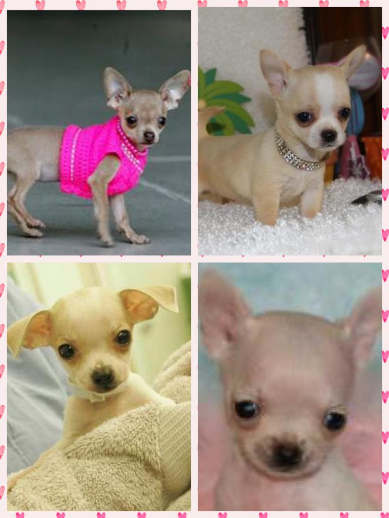 Chihuahuas make me happy