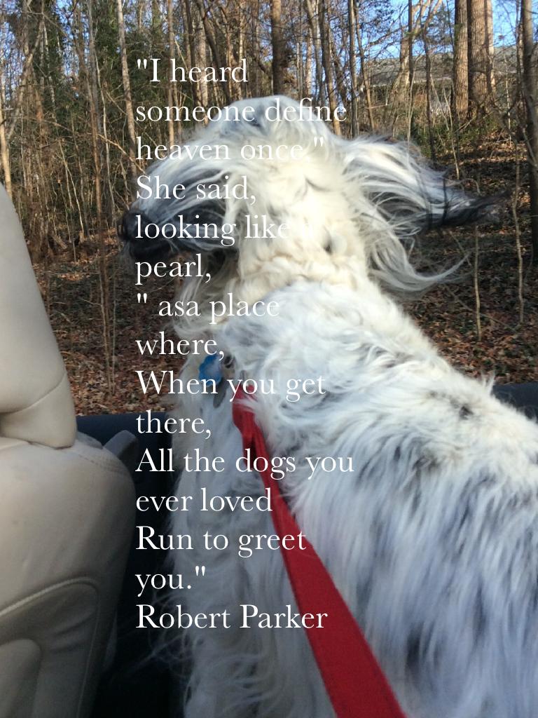 "I heard someone define heaven once,"
She said, looking like a pearl,
" asa place where,
When you get there,
All the dogs you ever loved
Run to greet you."
Robert Parker 

