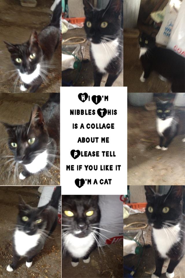 Hi I'm nibbles This is a collage about me Please tell me if you like it I'm a cat