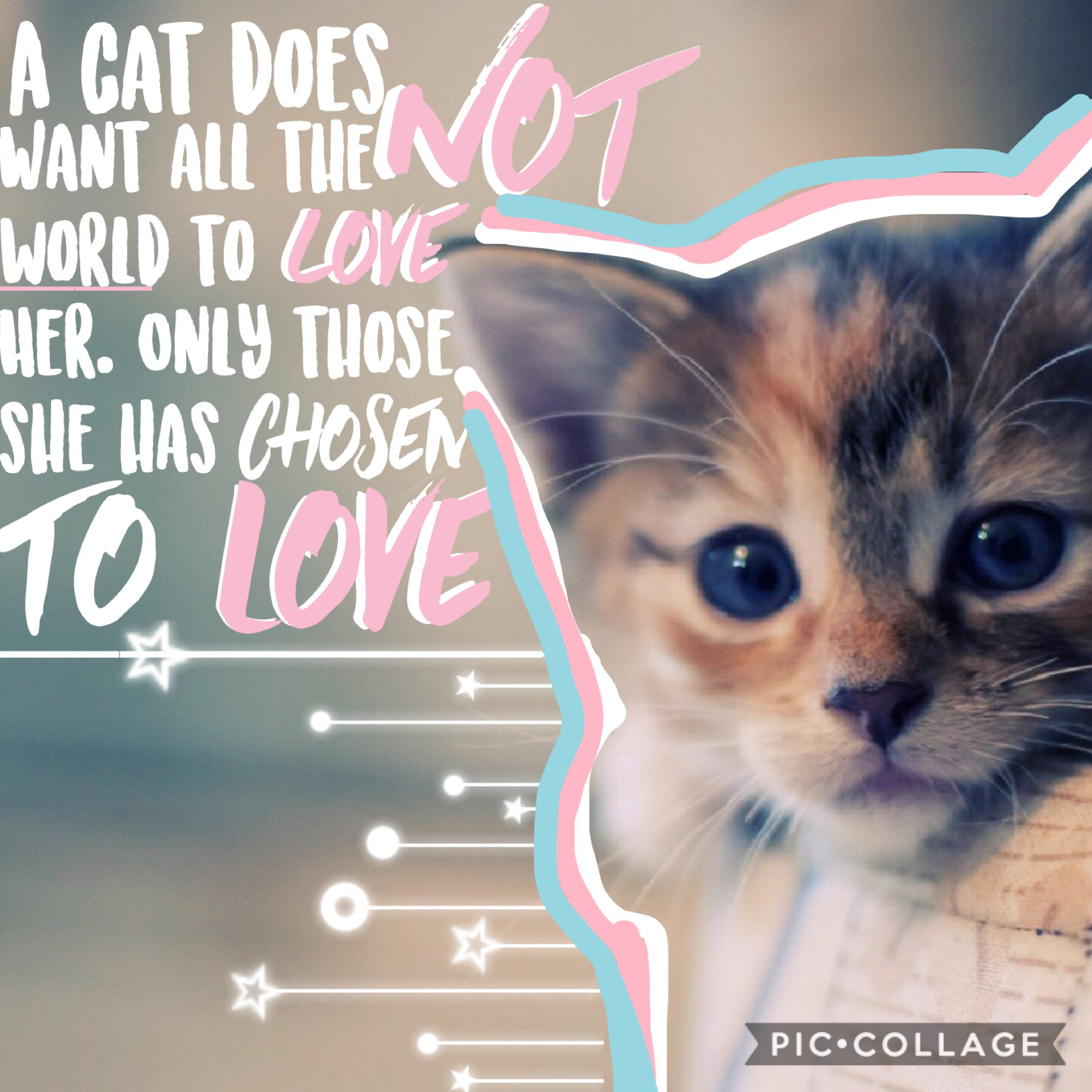 Cats❤️❤️tappy tap
Well I’m soooo tired ermm... so I made this lazy post. The cat was so cute really! What do you guys think?