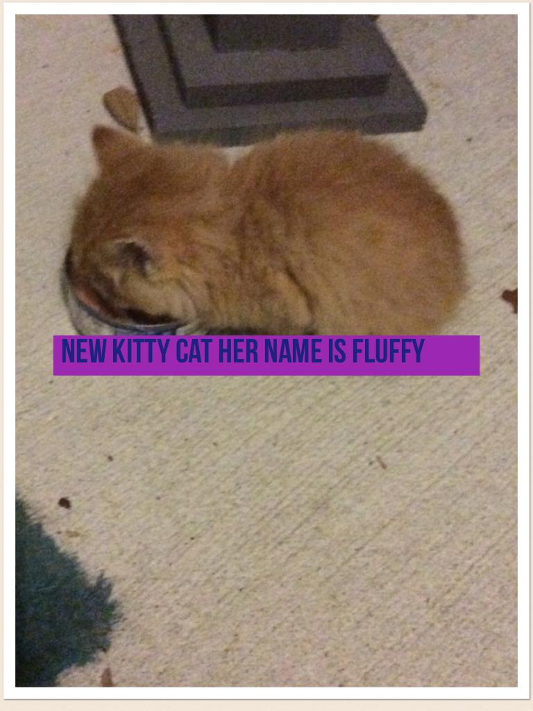 New kitty cat her name is fluffy 