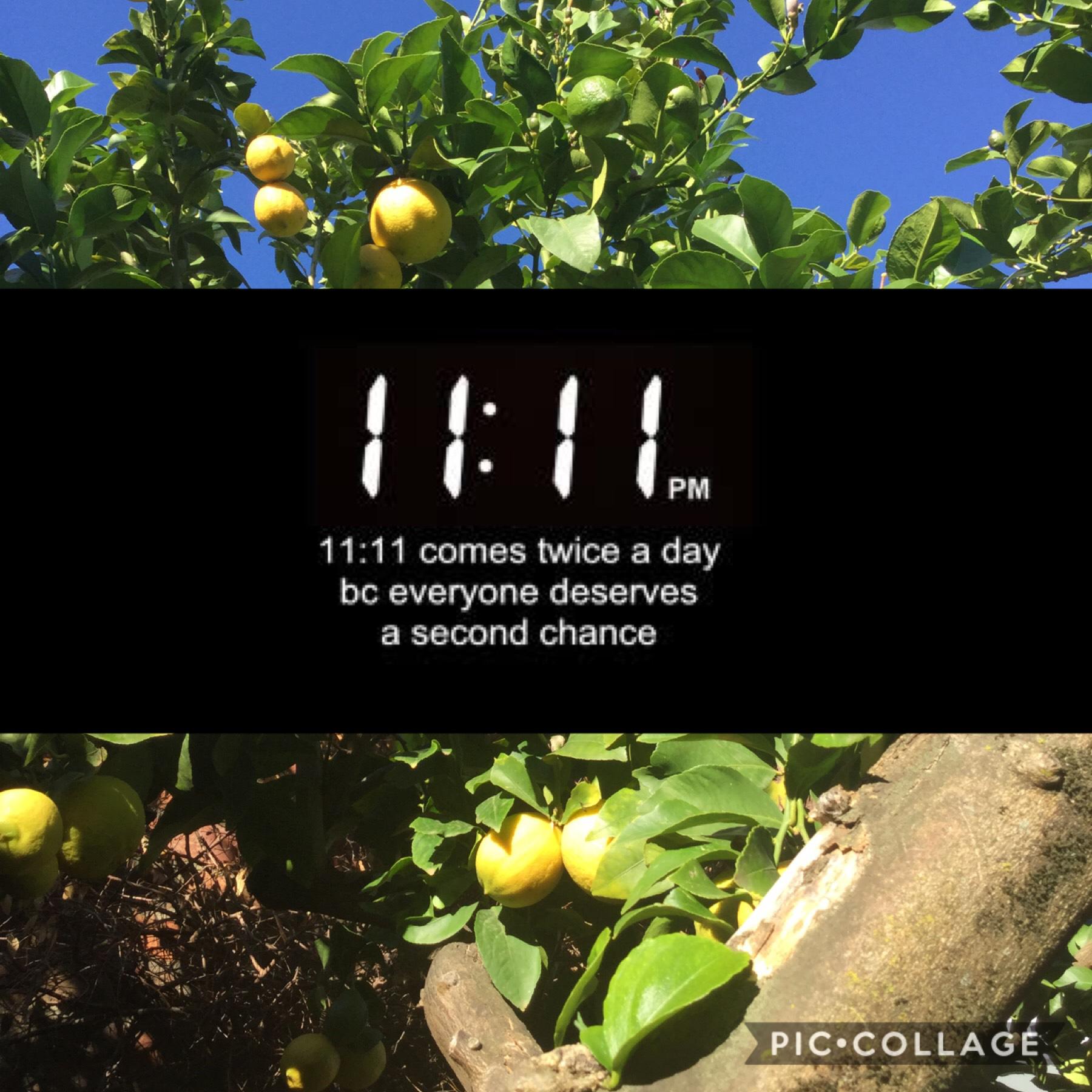 🍋 This is a photo of my lemon tree 🍋 Enjoy!