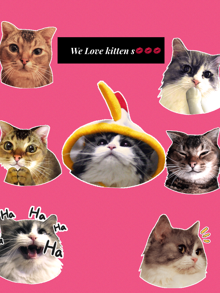 We Love kitten s💋💋💋🇬🇧🇬🇧🇺🇸🇺🇸
