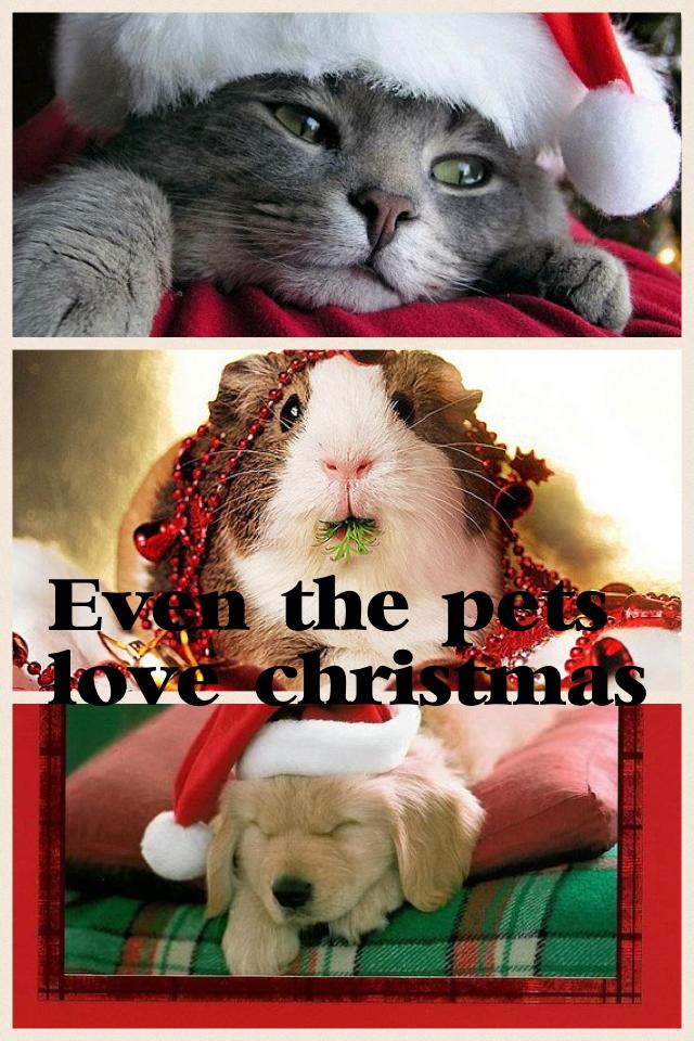 Even the pets love christmas 