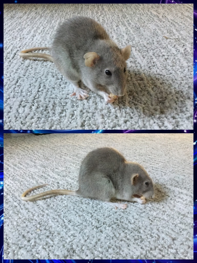 My friends’ pet fancy rat