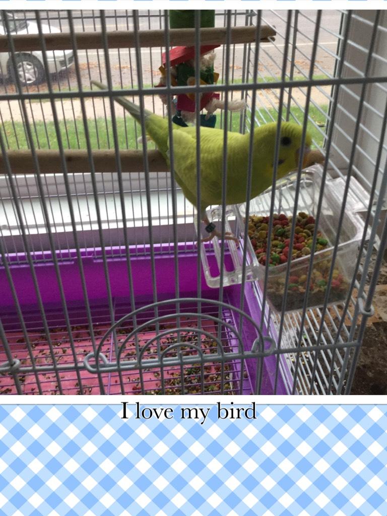 I love my bird