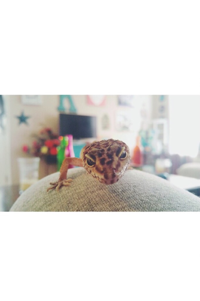 HEY YOU YES YOU YOU SHOULD TAP THIS💜
Hello👋🏼 this is Miles he his my friend Madalyn’s gecko🦎 Double tap this picture if you love Miles😊