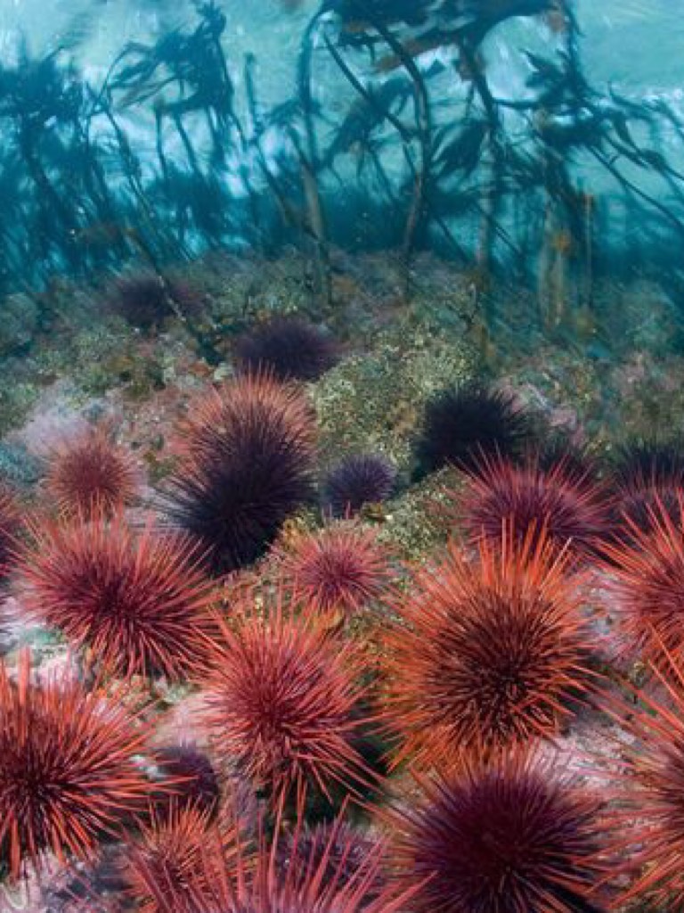 #27 Those spiky things are called sea urchins (from Science Class) Please give credit. 