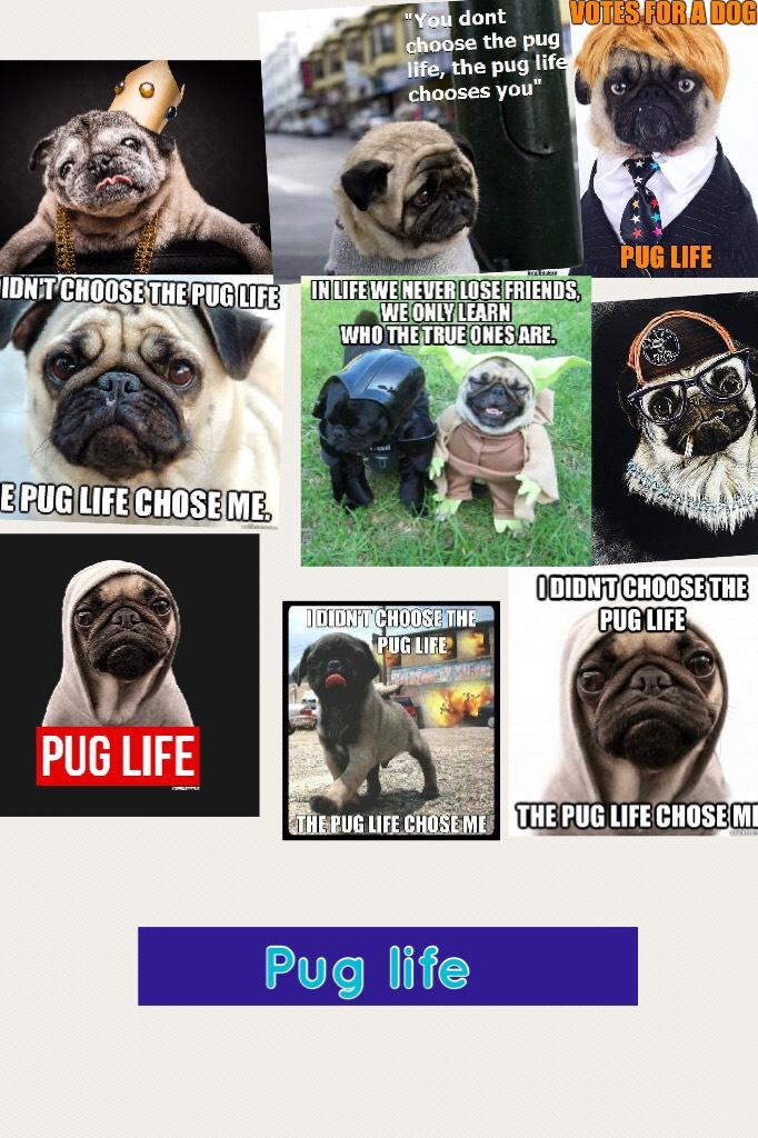 Pug life 