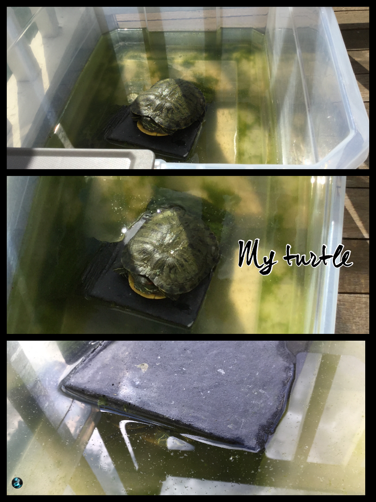 My turtle once again