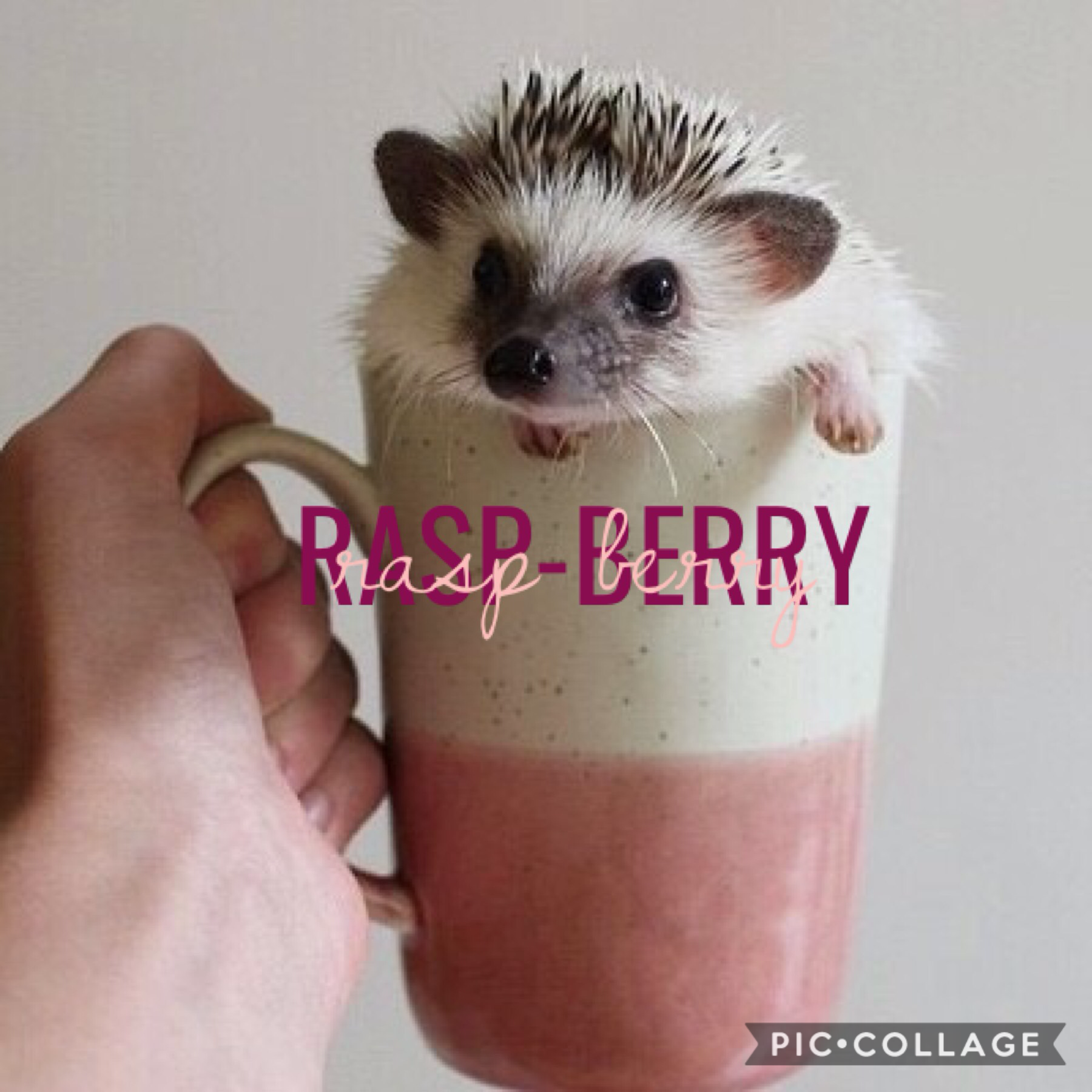 Hi! I'm rasp-berry! wanna be friends?