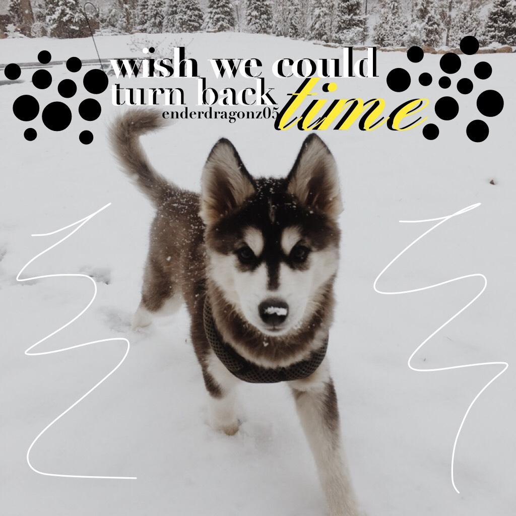 ⛄️click⛄️
i love huskies 💗💗 christmas is so close ⛄️🎅 i cant wait 