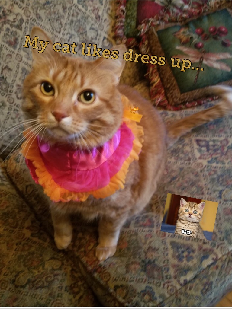 My cat likes dress up...