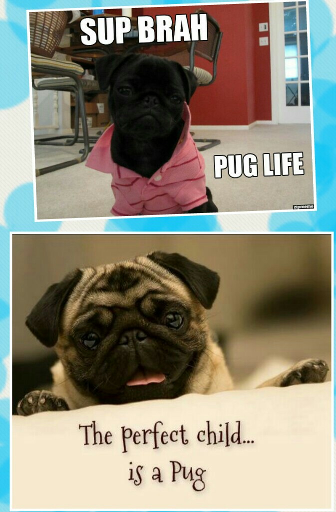 It's all about the pug life