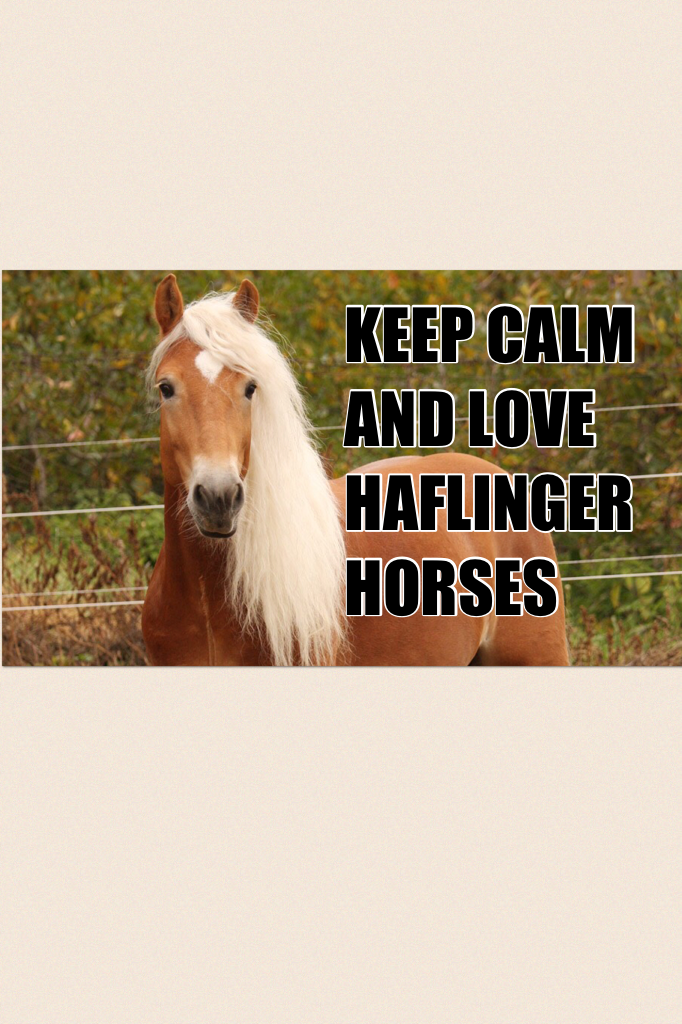 KEEP CALM 
AND LOVE HAFLINGER HORSES