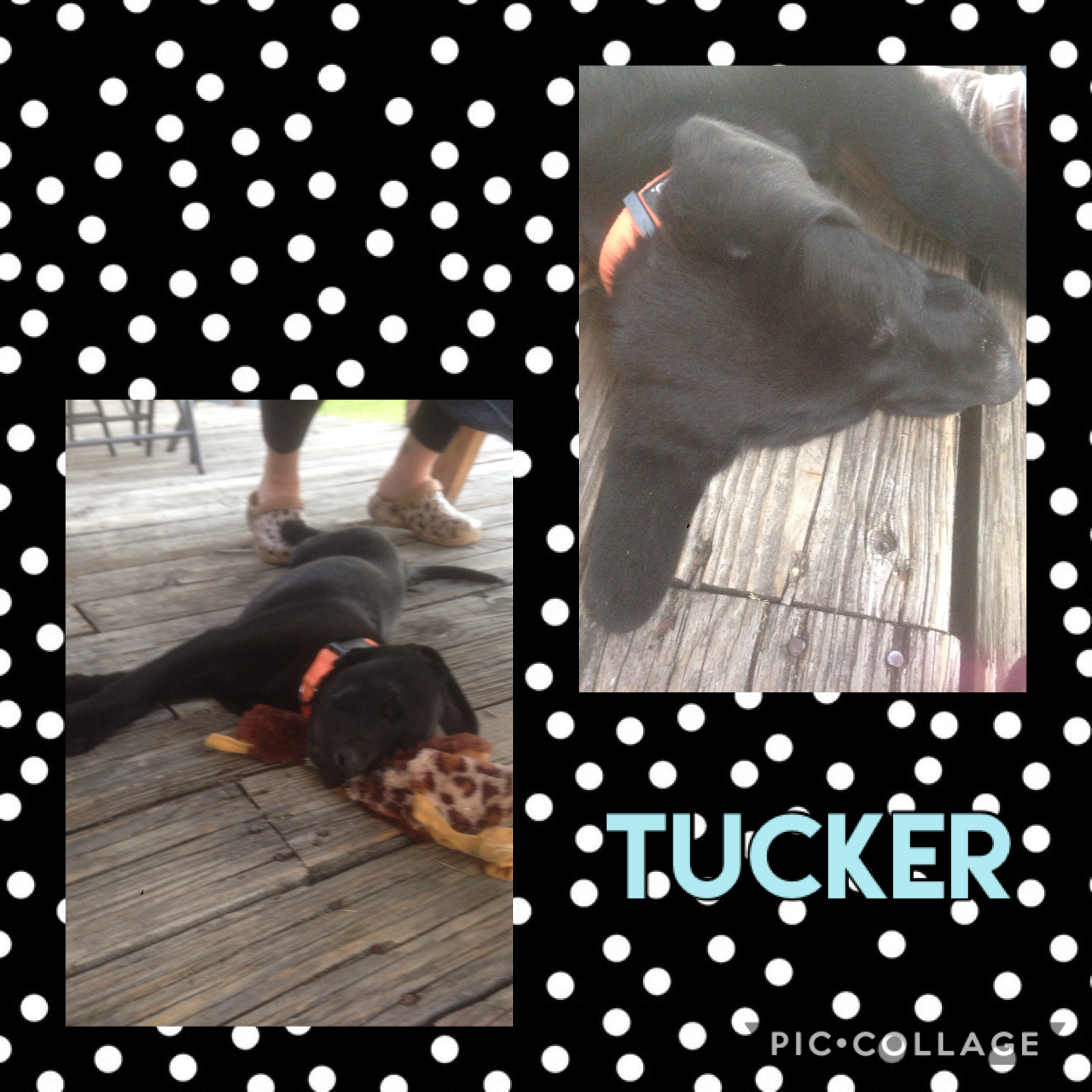 Tucker/tuck 