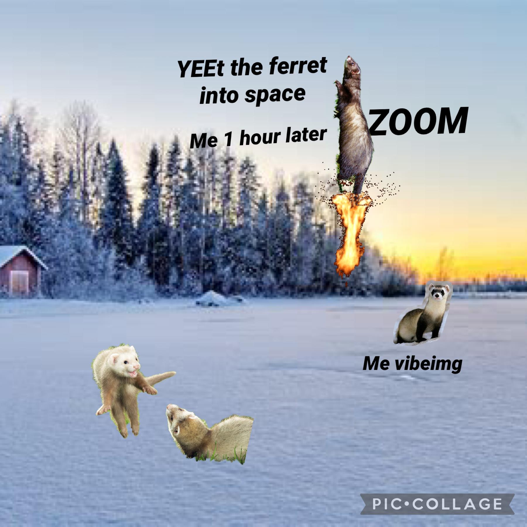 Zoom goes the ferret