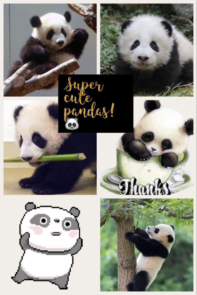 Super cute pandas! 🐼