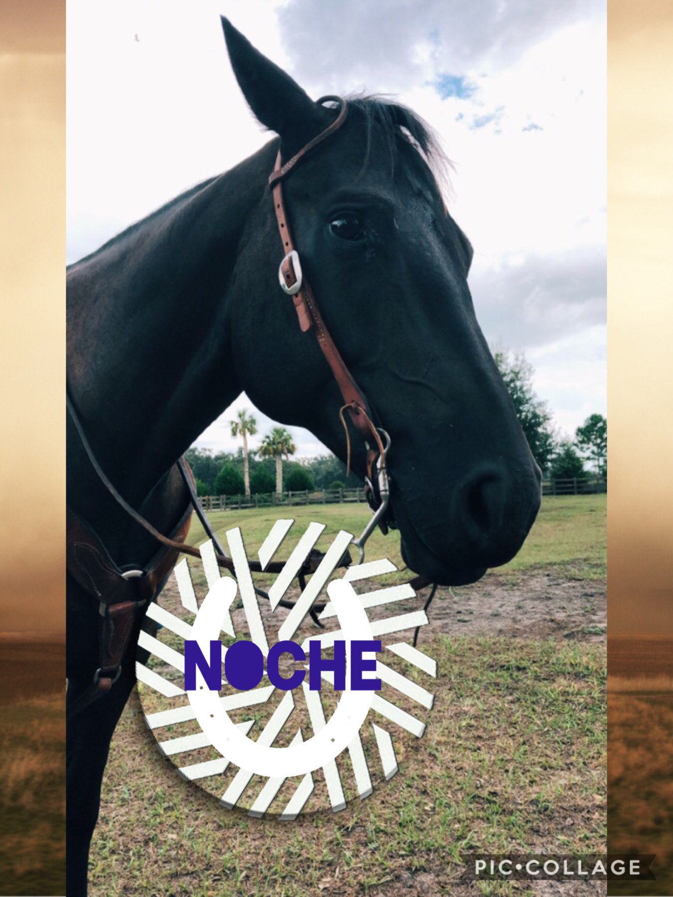My other horse Noche 