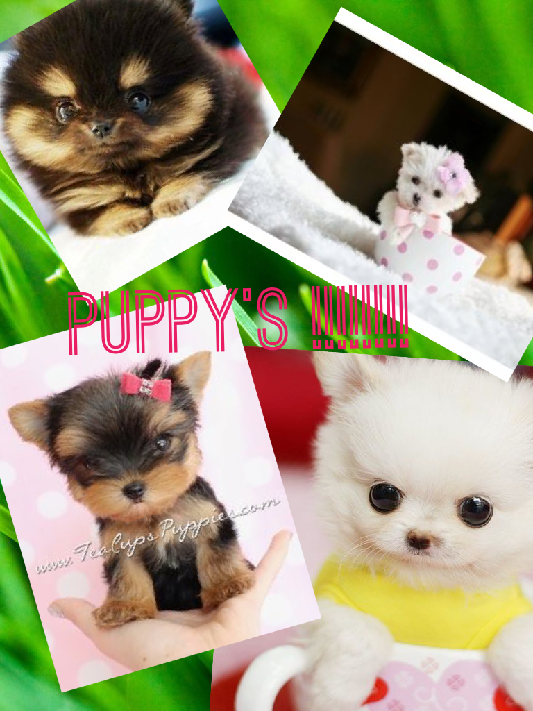 Puppy's !!!!!!!!